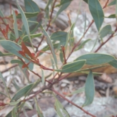 Acacia penninervis var. penninervis (Hickory Wattle) at Canberra Central, ACT - 9 Oct 2016 by MichaelMulvaney