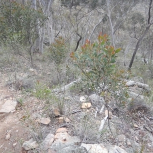 Acacia penninervis var. penninervis at Canberra Central, ACT - 9 Oct 2016