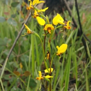 Diuris nigromontana at Bruce, ACT - 9 Oct 2016