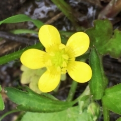 Ranunculus muricatus (Sharp Buttercup) at Googong, NSW - 9 Oct 2016 by Wandiyali