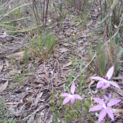 Glossodia major (Wax Lip Orchid) at Bruce, ACT - 9 Oct 2016 by wadey