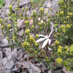 Caladenia fuscata (Dusky Fingers) at Bruce, ACT - 9 Oct 2016 by wadey