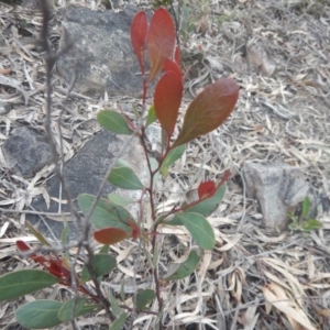 Acacia penninervis var. penninervis at Canberra Central, ACT - 9 Oct 2016