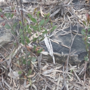 Acacia penninervis var. penninervis at Canberra Central, ACT - 9 Oct 2016