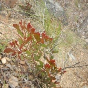 Acacia penninervis var. penninervis at Canberra Central, ACT - 9 Oct 2016