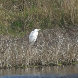 Bubulcus coromandus at Mullion, NSW - 28 Aug 2016 09:06 AM