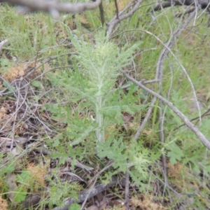 Senecio bathurstianus at Acton, ACT - 9 Oct 2016