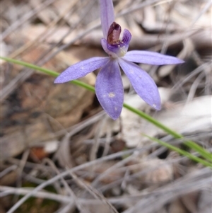 Cyanicula caerulea at Undefined Area - suppressed