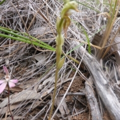 Oligochaetochilus aciculiformis (Needle-point rustyhood) at Canberra Central, ACT - 9 Oct 2016 by Userjet