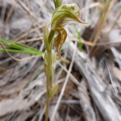 Oligochaetochilus aciculiformis at Point 5802 - suppressed