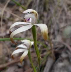 Caladenia ustulata (Brown Caps) at Canberra Central, ACT - 9 Oct 2016 by Userjet