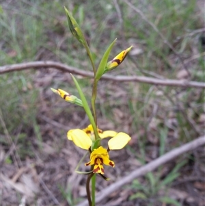 Diuris nigromontana at Point 5204 - suppressed