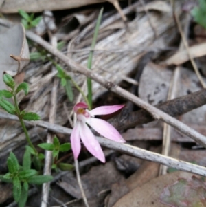 Caladenia fuscata at Point 4910 - suppressed