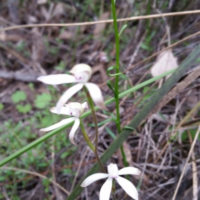 Caladenia ustulata (Brown Caps) at Molonglo Valley, ACT - 8 Oct 2016 by Maliyan