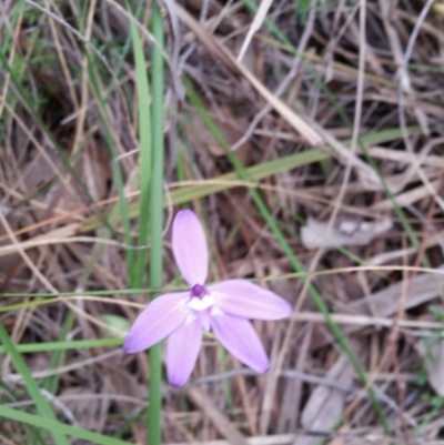 Glossodia major (Wax Lip Orchid) at Molonglo Valley, ACT - 8 Oct 2016 by Maliyan