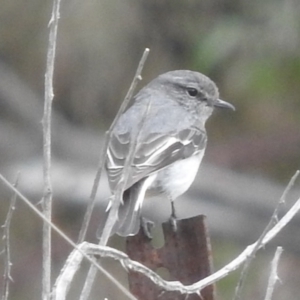 Melanodryas cucullata cucullata at Coree, ACT - 28 Aug 2016