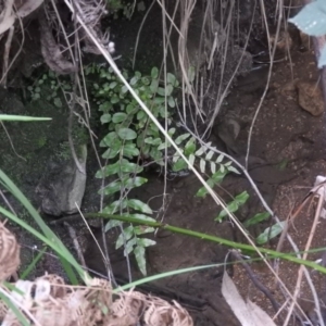 Blechnum minus at Coree, ACT - 28 Aug 2016