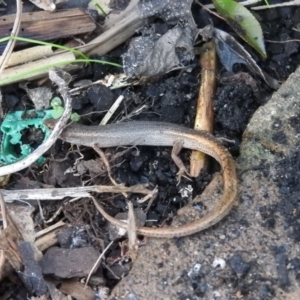 Saproscincus mustelinus at Fadden, ACT - 1 Sep 2016 04:35 PM