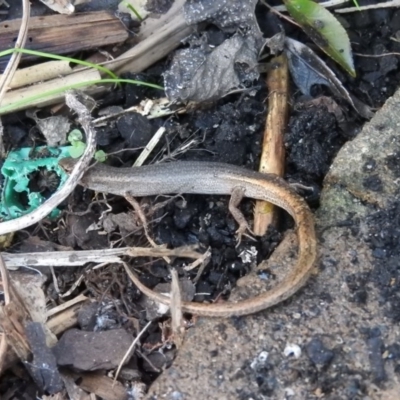 Saproscincus mustelinus (Weasel Skink) at Fadden, ACT - 1 Sep 2016 by ArcherCallaway