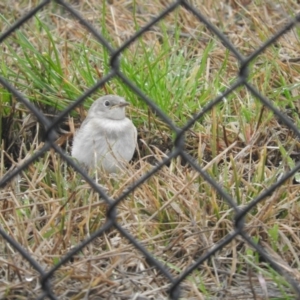 Epthianura albifrons at Hume, ACT - 3 Sep 2016