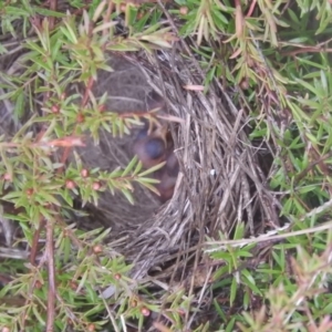 Epthianura albifrons at Hume, ACT - 3 Sep 2016