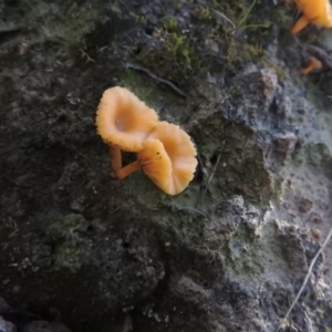 Lichenomphalia chromacea at Wanniassa Hill - 4 Sep 2016