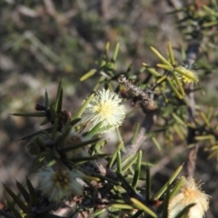 Acacia genistifolia (Early Wattle) at Wanniassa Hill - 3 Sep 2016 by RyuCallaway