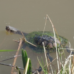 Chelodina longicollis at Fadden, ACT - 4 Sep 2016