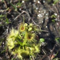 Drosera sp. (A Sundew) at Wanniassa Hill - 3 Sep 2016 by RyuCallaway