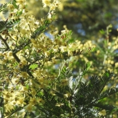 Acacia decurrens (Green Wattle) at Fadden, ACT - 3 Sep 2016 by ArcherCallaway