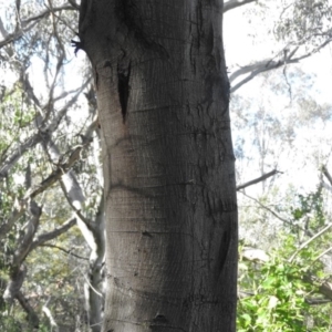 Acacia decurrens at Fadden, ACT - 4 Sep 2016