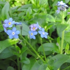 Myosotis laxa subsp. caespitosa (Water Forget-me-not) at Fadden, ACT - 3 Sep 2016 by ArcherCallaway