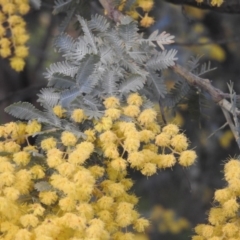 Acacia baileyana (Cootamundra Wattle, Golden Mimosa) at Fadden Hills Pond - 4 Sep 2016 by ArcherCallaway
