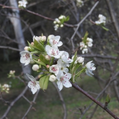 Malus pumila (Apple) at Fadden, ACT - 4 Sep 2016 by ArcherCallaway