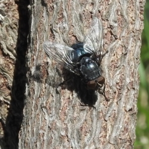 Calliphora sp. (genus) at Fadden, ACT - 4 Sep 2016 10:49 AM