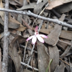 Caladenia fuscata (Dusky Fingers) at Point 5819 - 9 Oct 2016 by annam