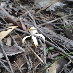 Caladenia ustulata at Point 5819 - suppressed