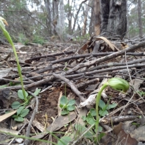 Pterostylis nutans at Point 5819 - suppressed