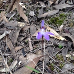 Glossodia major (Wax Lip Orchid) at Point 5819 - 9 Oct 2016 by annam