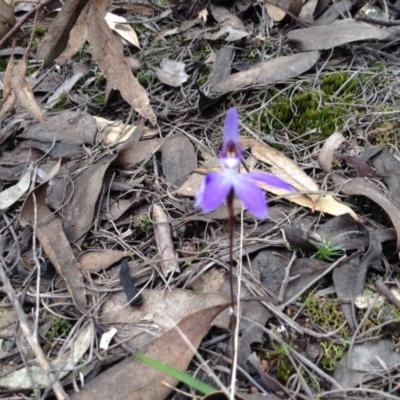 Glossodia major (Wax Lip Orchid) at Point 5819 - 9 Oct 2016 by annam