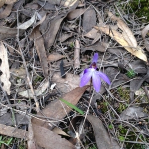 Cyanicula caerulea at Point 5819 - suppressed