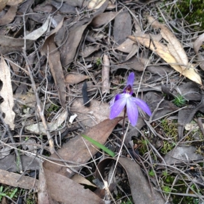 Cyanicula caerulea (Blue Fingers, Blue Fairies) at Acton, ACT - 9 Oct 2016 by annam