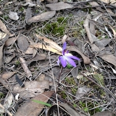 Cyanicula caerulea at Point 5819 - suppressed