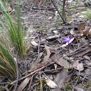 Cyanicula caerulea at Point 5819 - suppressed