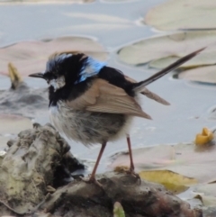 Malurus cyaneus (Superb Fairywren) at Commonwealth & Kings Parks - 17 Sep 2016 by michaelb