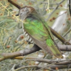 Chrysococcyx lucidus at Coree, ACT - 9 Oct 2016 02:28 PM