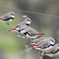 Stagonopleura guttata (Diamond Firetail) at Stromlo, ACT - 9 Oct 2016 by HelenCross