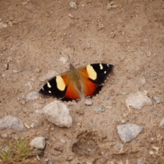 Vanessa itea (Yellow Admiral) at Mulligans Flat - 8 Oct 2016 by GarethQ