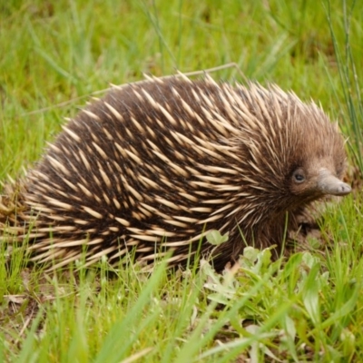 Tachyglossus aculeatus (Short-beaked Echidna) at Mulligans Flat - 9 Oct 2016 by GarethQ