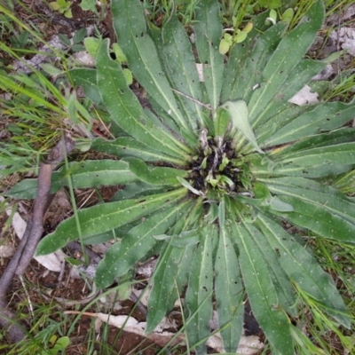 Echium vulgare (Vipers Bugloss) at Hackett, ACT - 9 Oct 2016 by waltraud